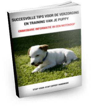 e-book succesvolle tips Jack Russell puppy