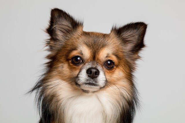 Foto Chihuahua puppy